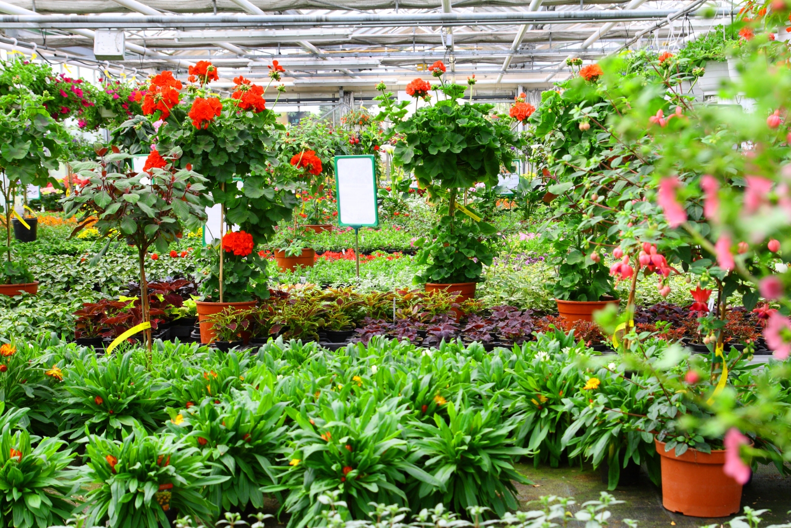 7 Mistakes To Avoid When Buying Potted Plants In Florida