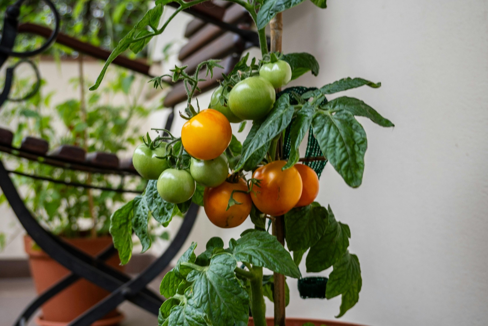 7 Places To Avoid Planting Tomatoes In Alabama, According To Experts
