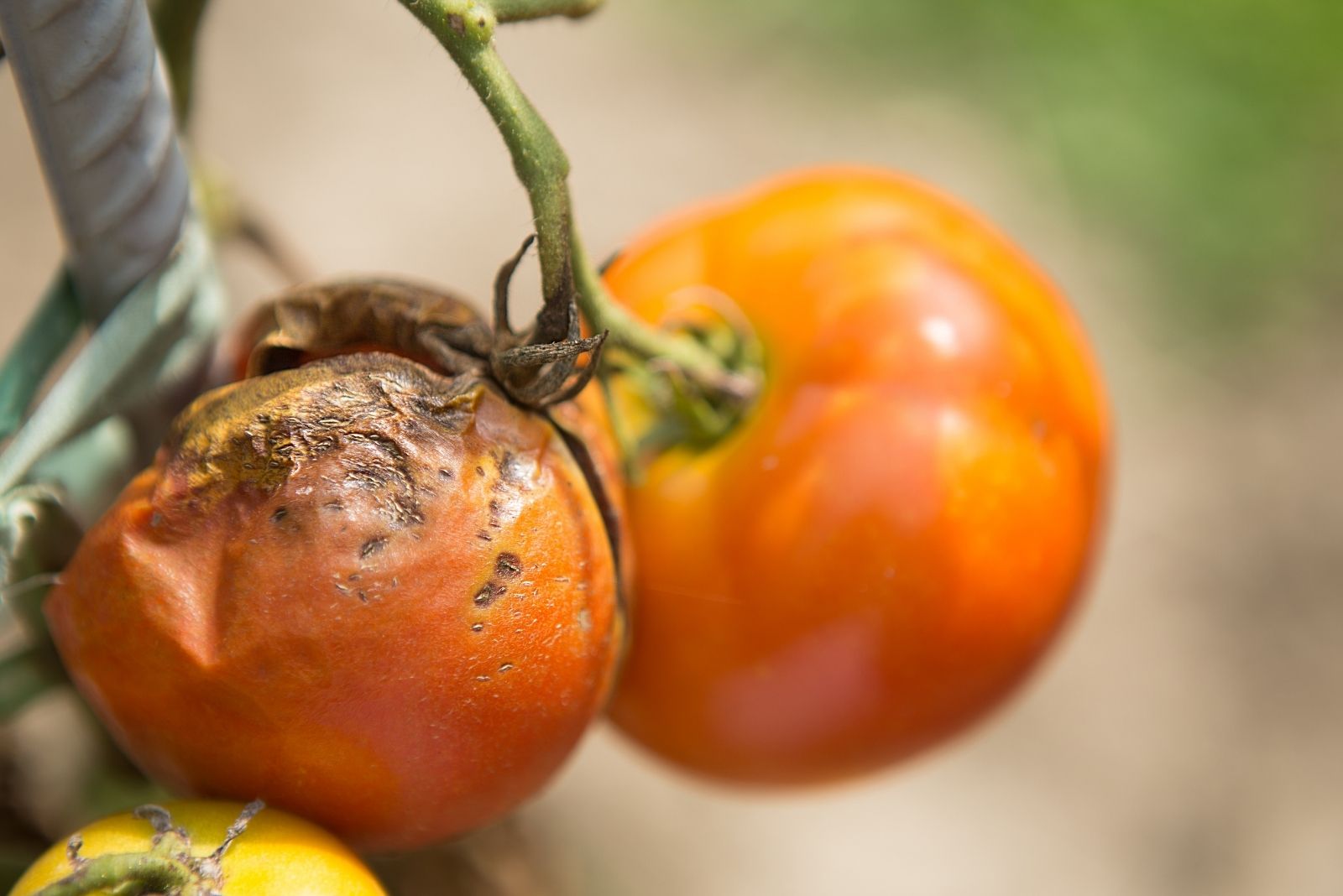 7 Places Where You Should Never Plant Tomatoes In Washington (According To Garden Experts)