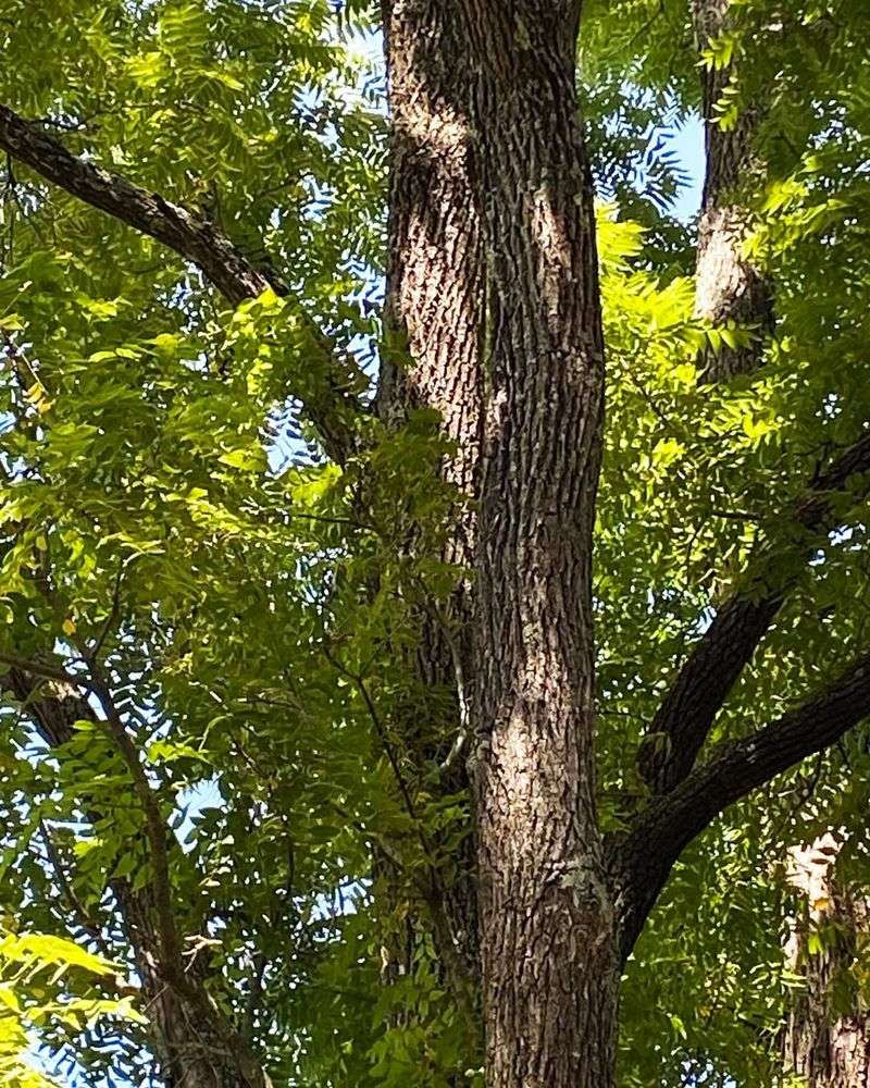 Near Black Walnut Trees