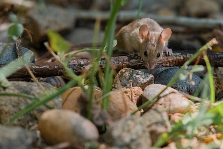 Mouse Foraging for Food