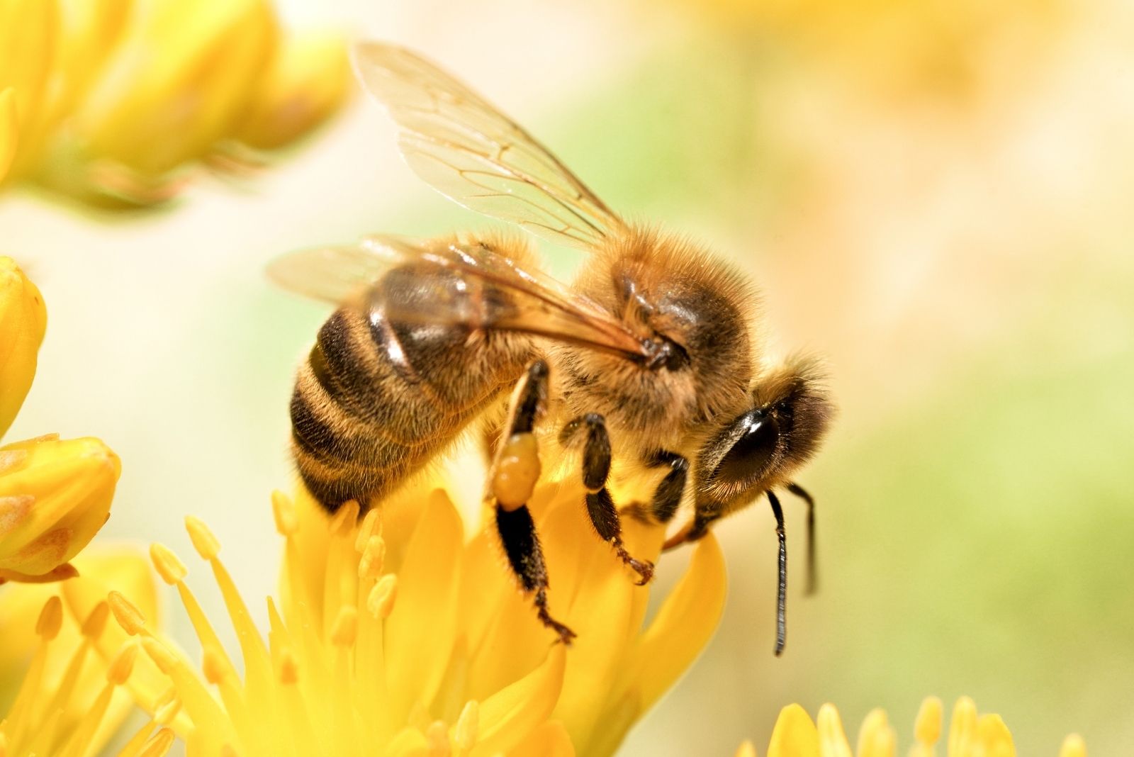 7 Reasons Bee Populations Are Declining In Louisiana