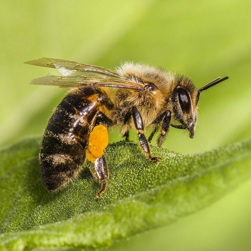 Pesticide Use In Agriculture