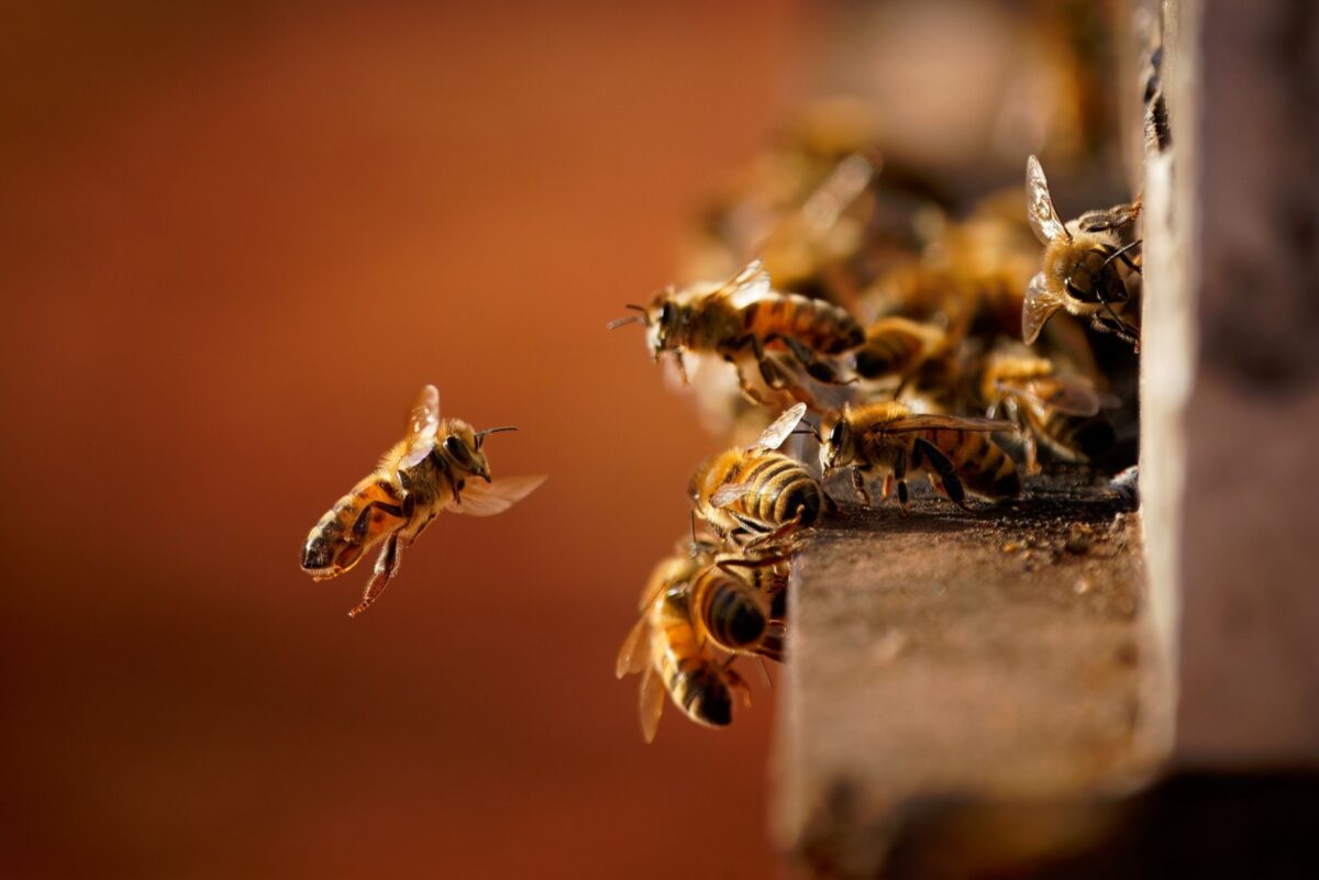 7 Reasons Bees Are Disappearing Across Massachusetts Gardens