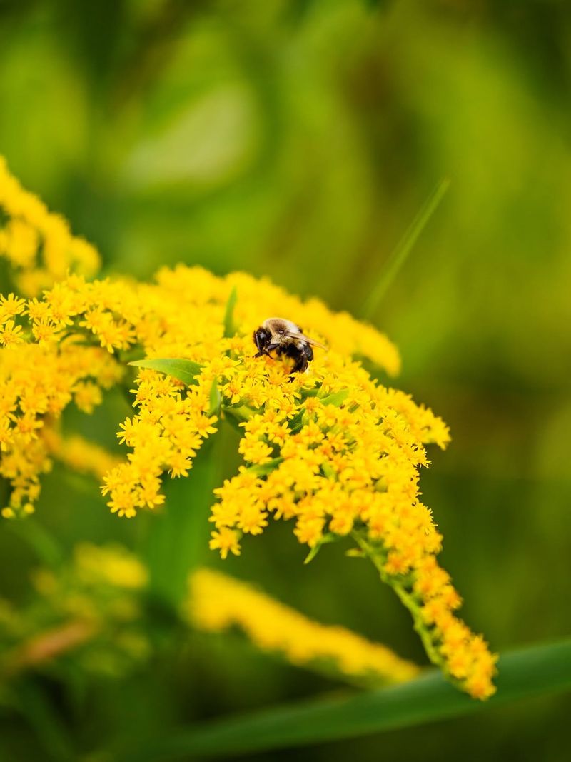 Pesticides And Chemical Sprays