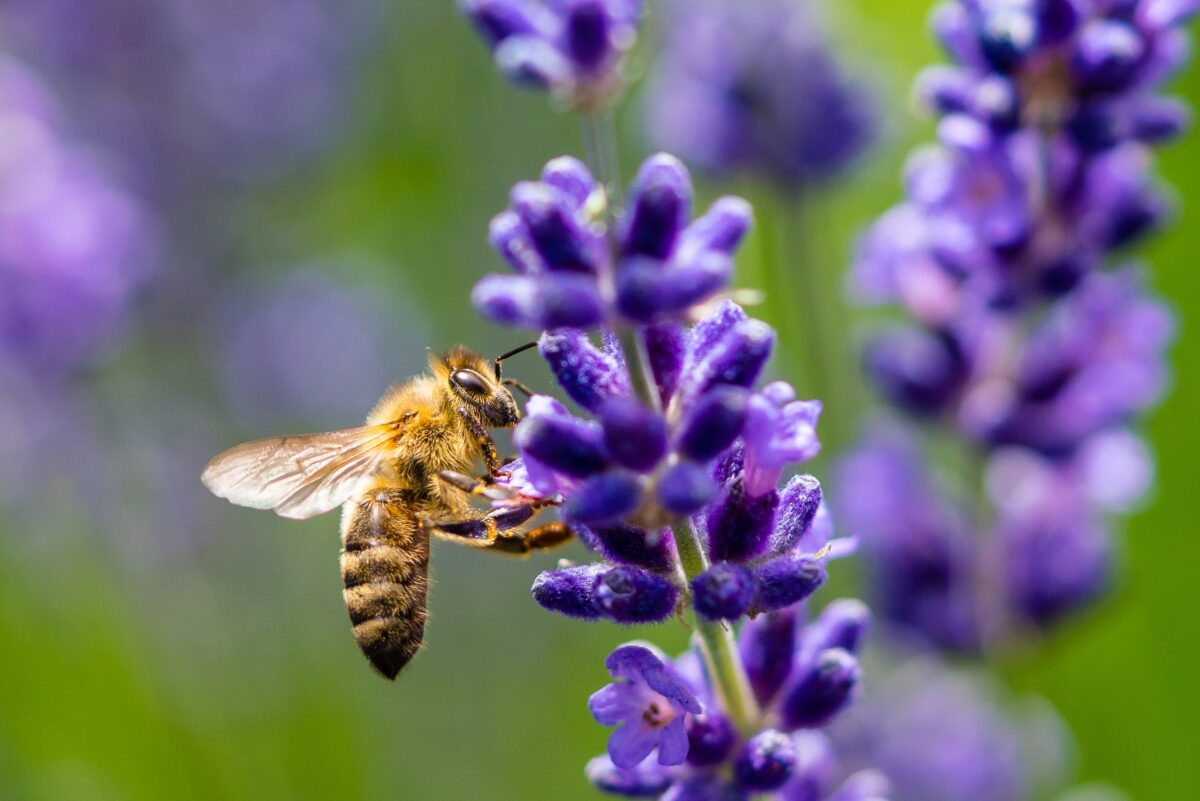 7 Reasons Bees Are Disappearing In Missouri