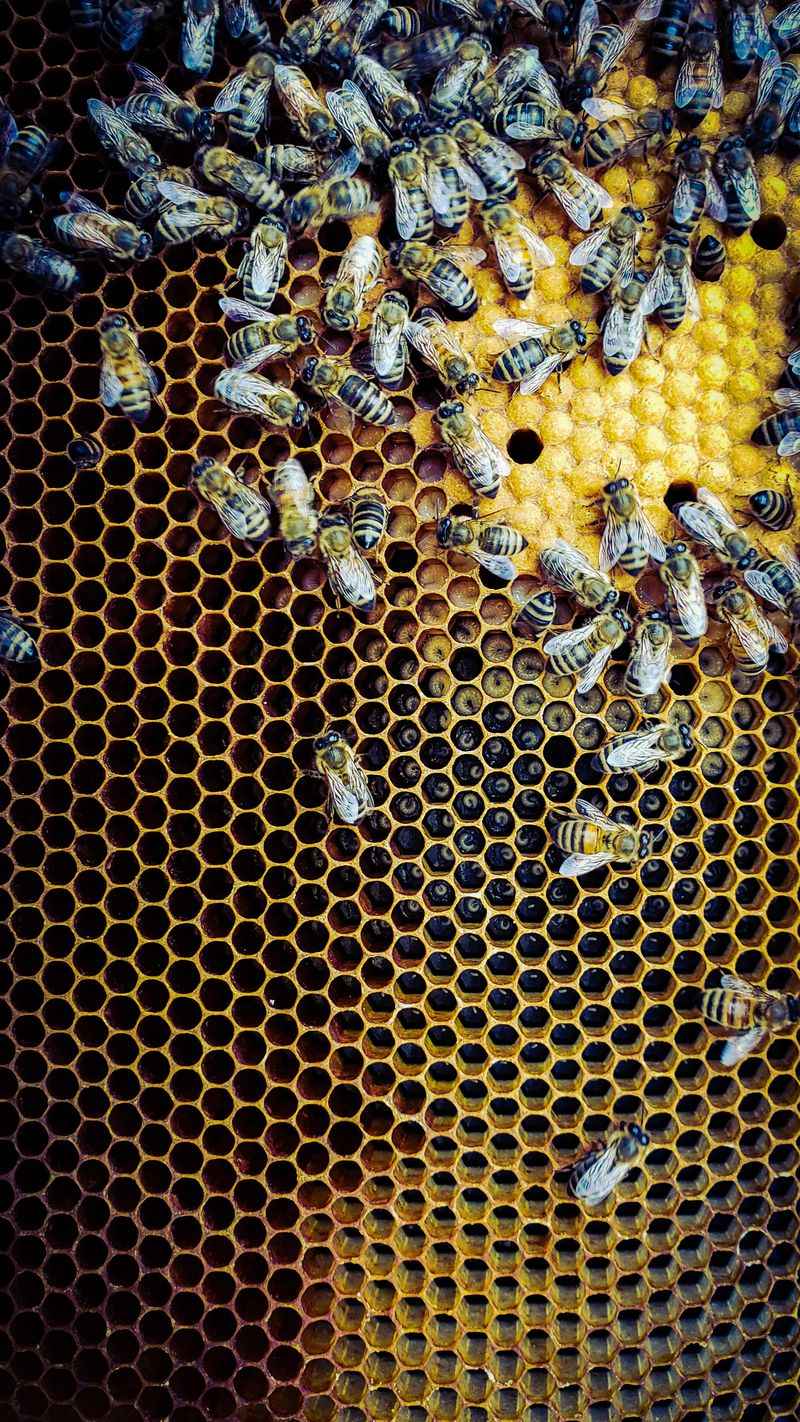 Pesticide Use on Farms and Gardens