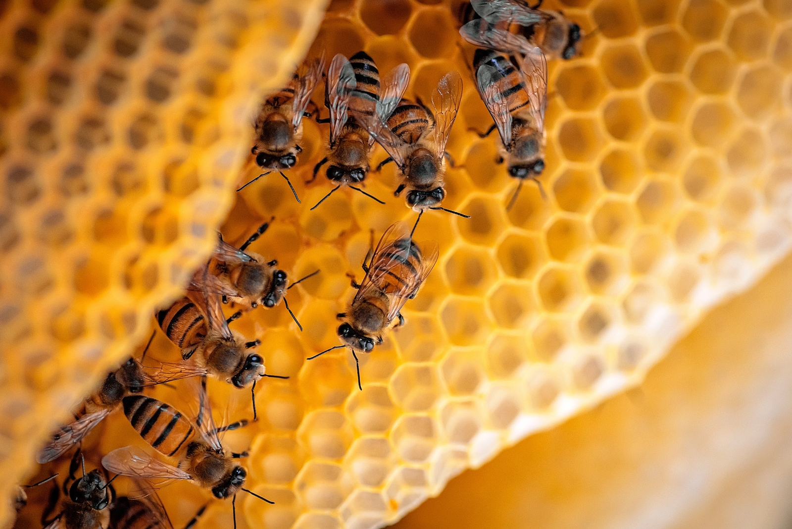 7 Reasons Bees Are Getting Harder To Find In Washington