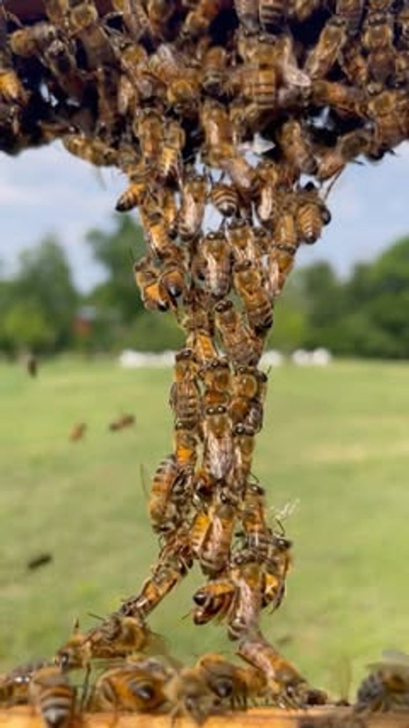Habitat Loss from Urban Development
