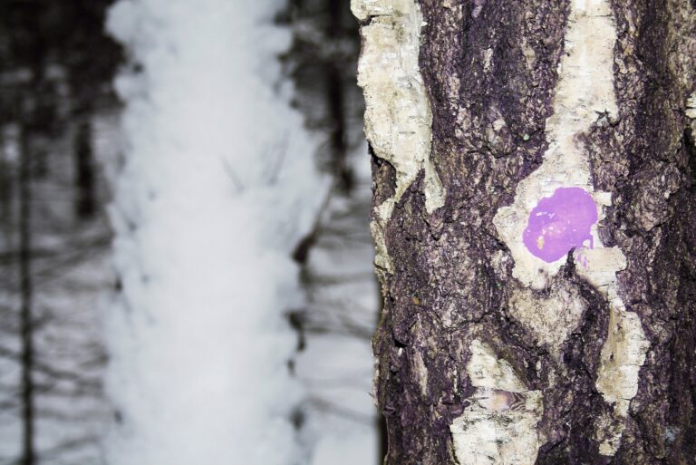 tree (featured image)