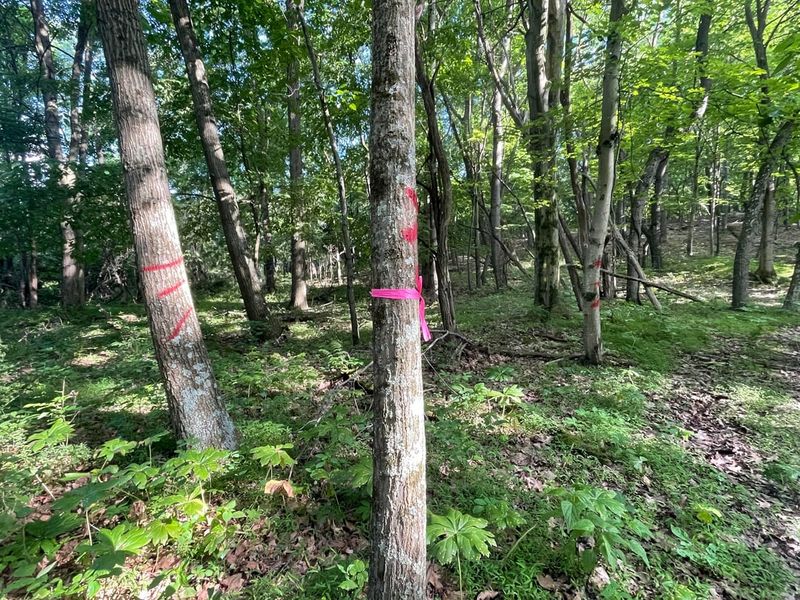 Legal Property Boundary Markers