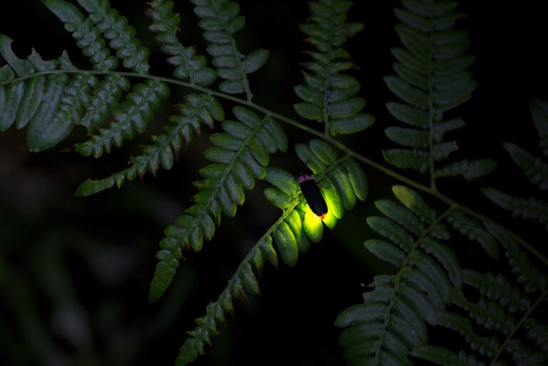 Fireflies (featured image)
