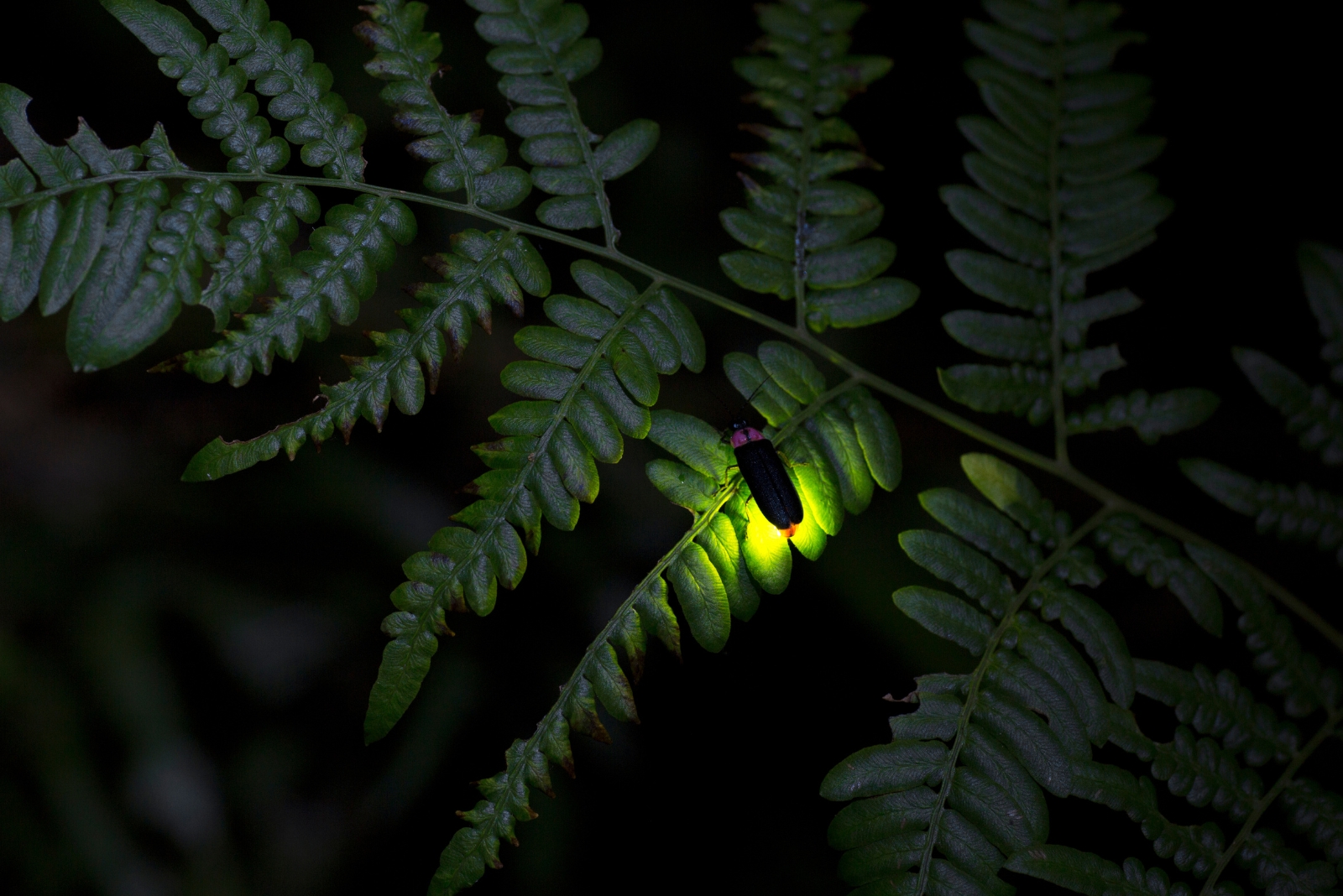 7 Reasons Fireflies Are Becoming Hard To Find In Arkansas