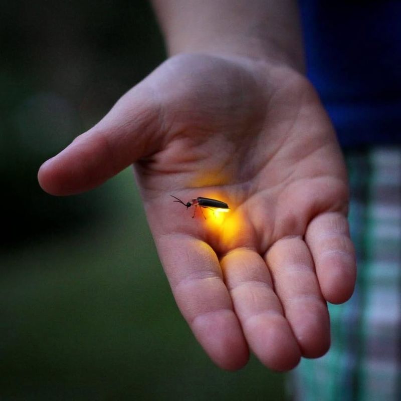 Light Pollution Drowns Out Their Glow