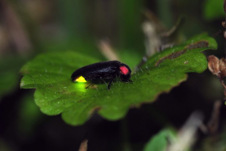 firefly (featured image)