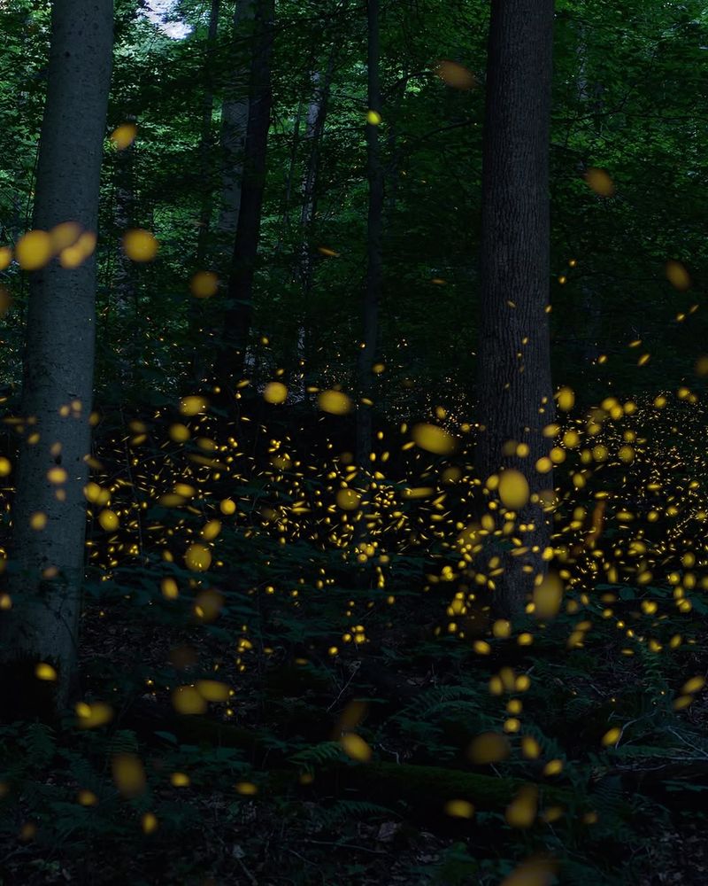 Light Pollution Disrupts Their Glow Signals