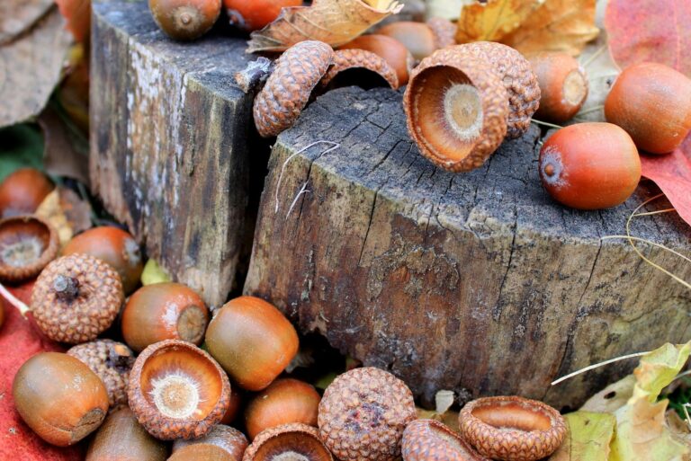 fallen acorns