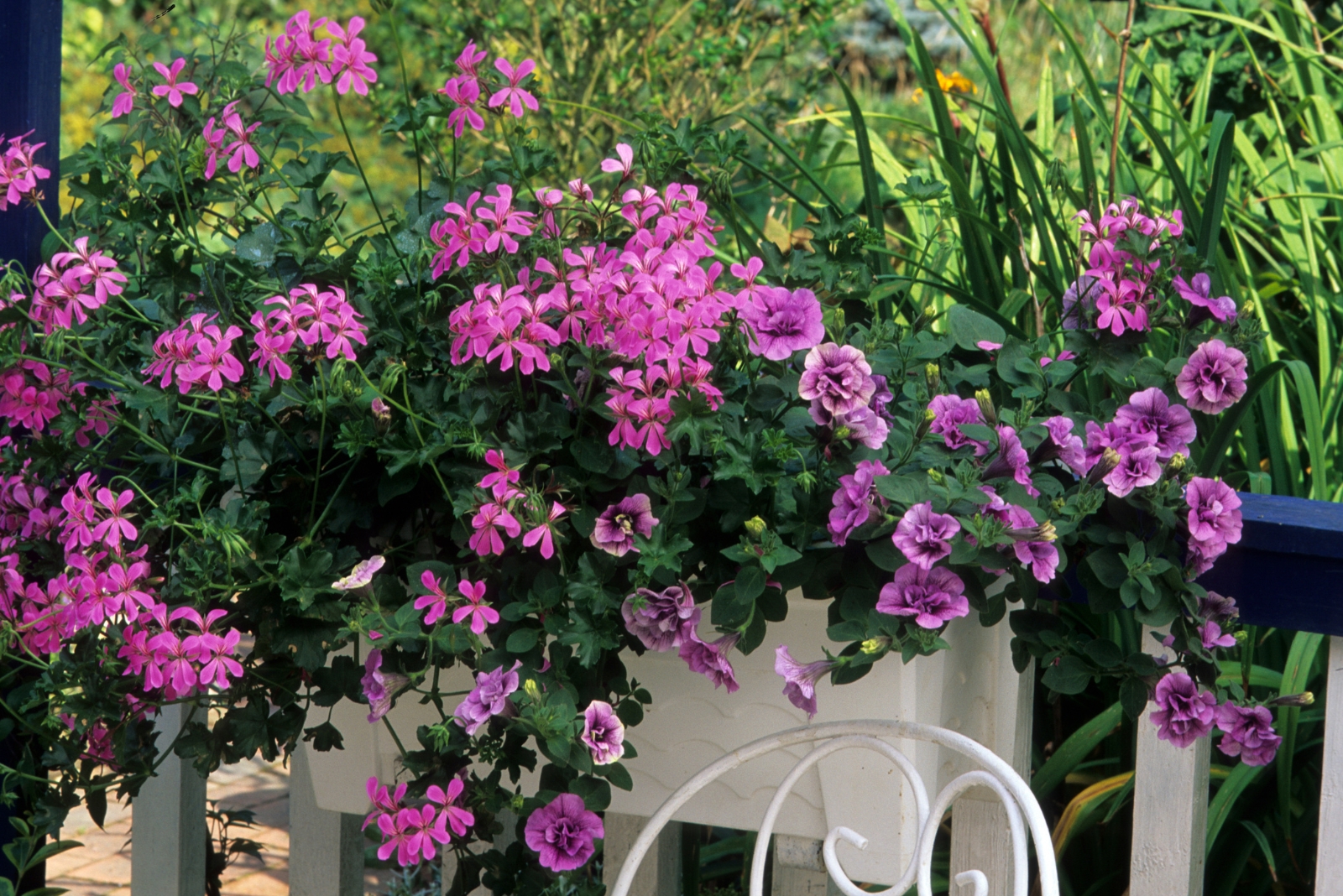 7 Reasons Geraniums Are A Smart Choice For Tennessee Patios