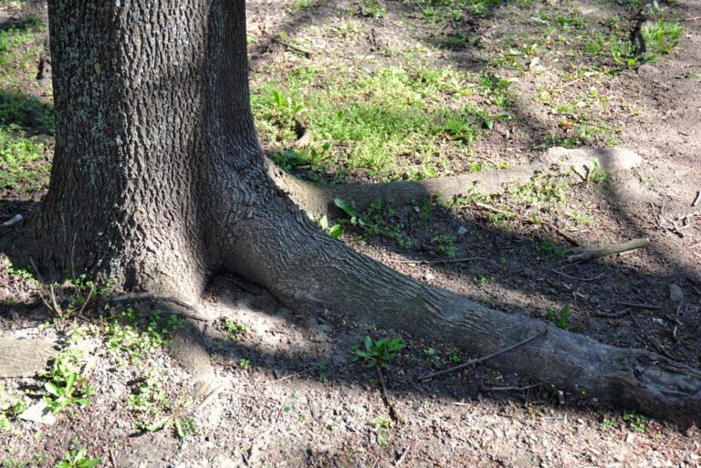 tree (featured image)