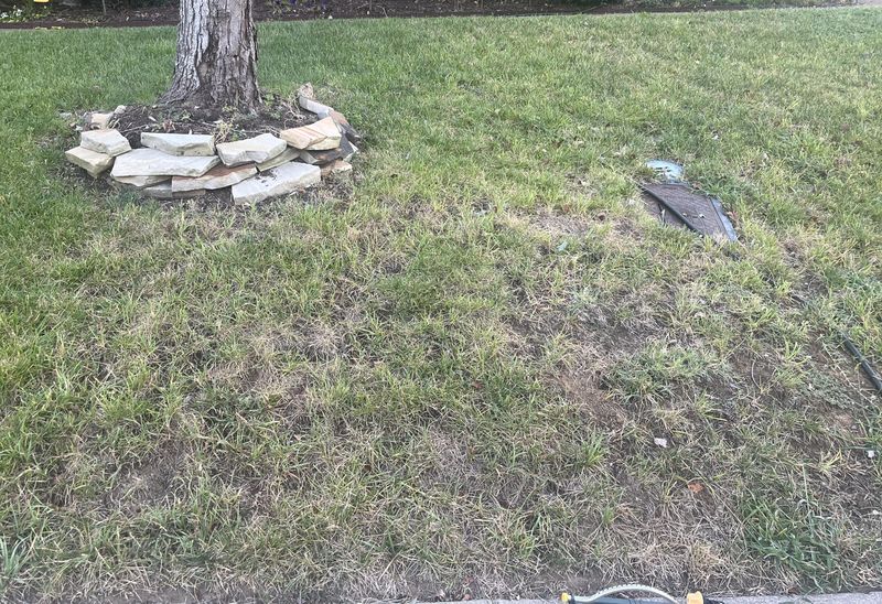 Tree Roots Compete for Water and Nutrients