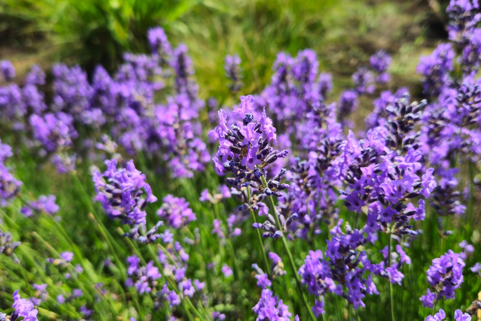 7 Reasons Lavender Is The Perfect Patio Companion In Alabama
