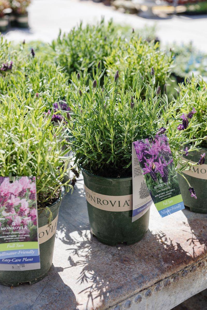 Thrives in Alabama's Hot Summers