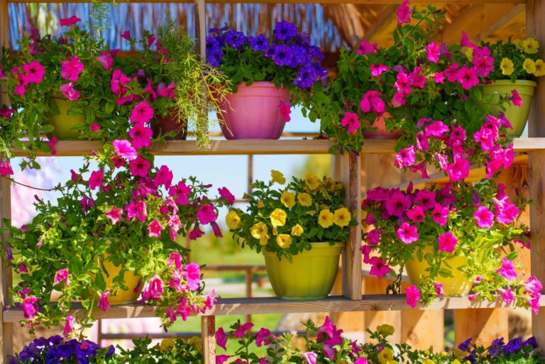 flower pots filled with petunias