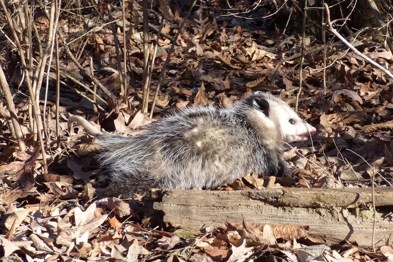 Natural Pest Control That Works Around The Clock