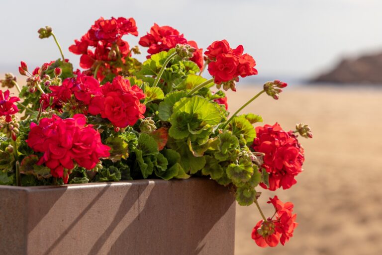Geraniums (featured image)