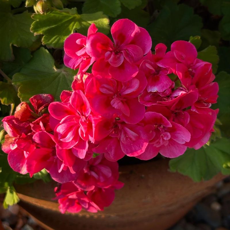 Vibrant Color That Lasts All Summer