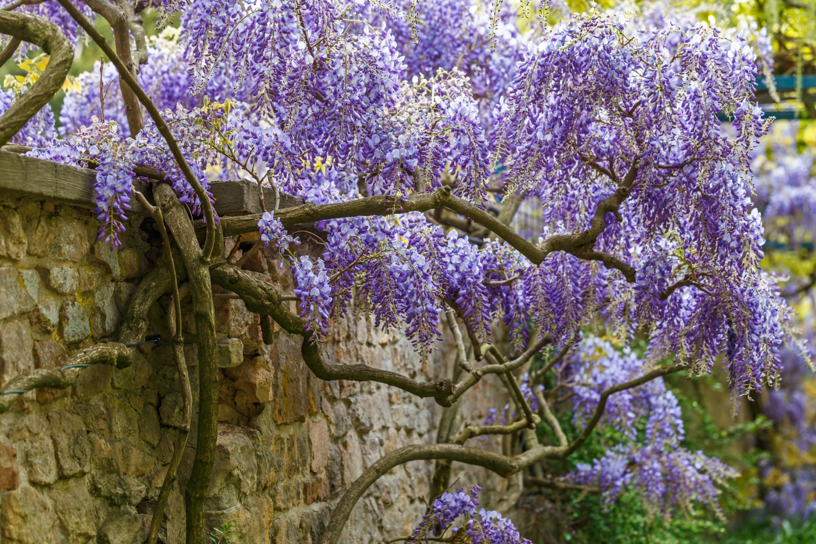 Wisteria (featured image)