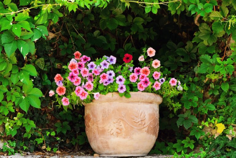 petunias (featured image)