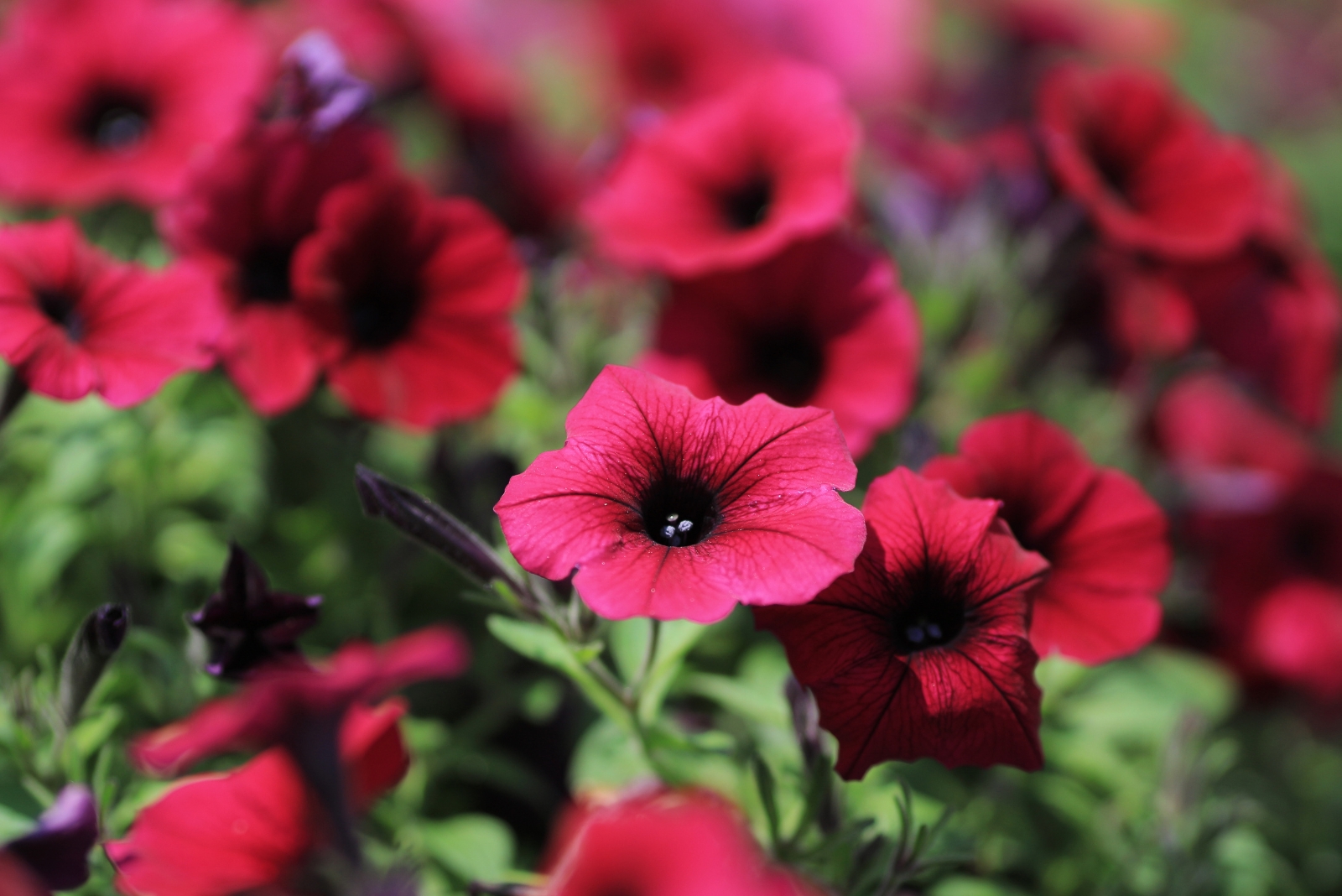 petunias (featured image)