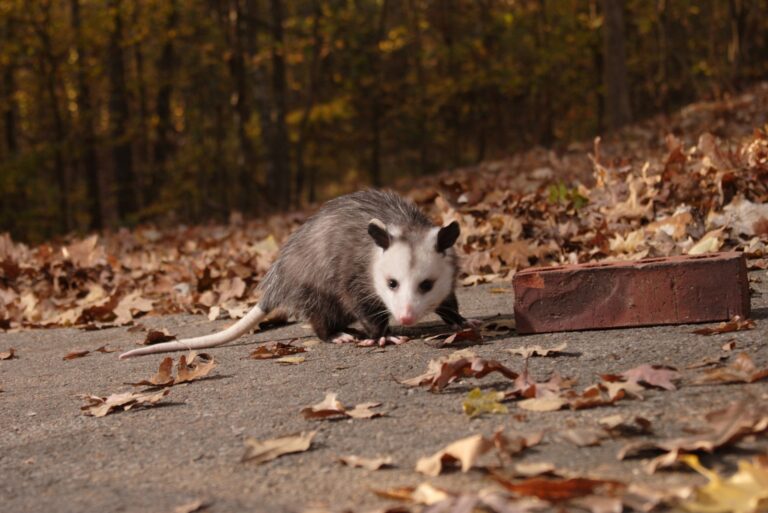 possums (featured image)