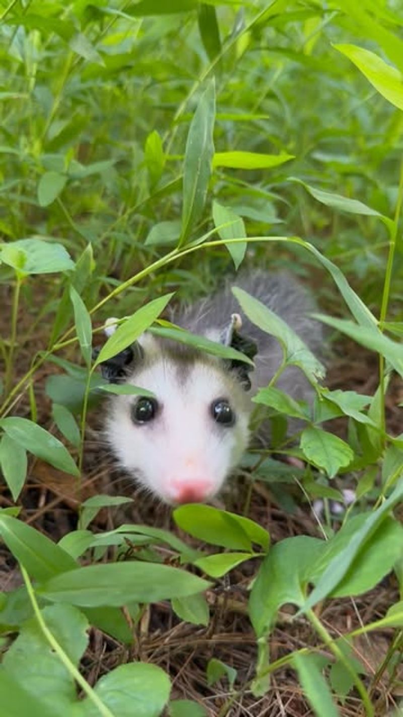 Tick-Eating Machines That Protect Your Family