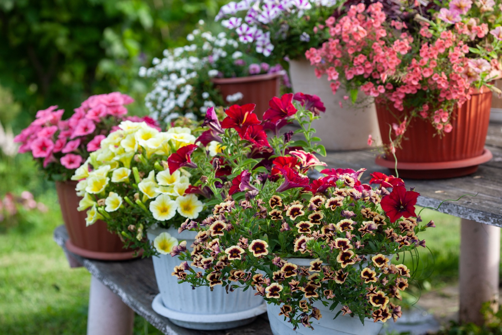 7 Reasons To Grow Petunias Close To Your Patio In Michigan