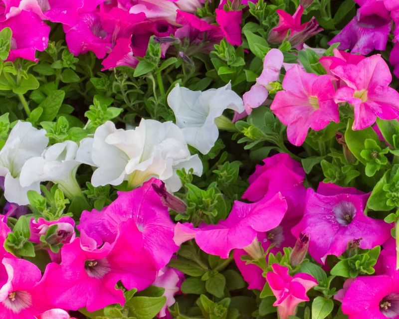 Vibrant Colors That Last All Season