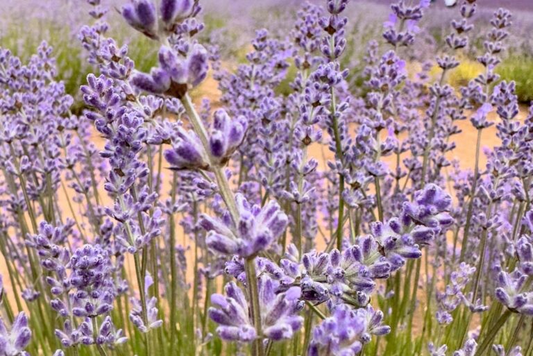 English Lavender