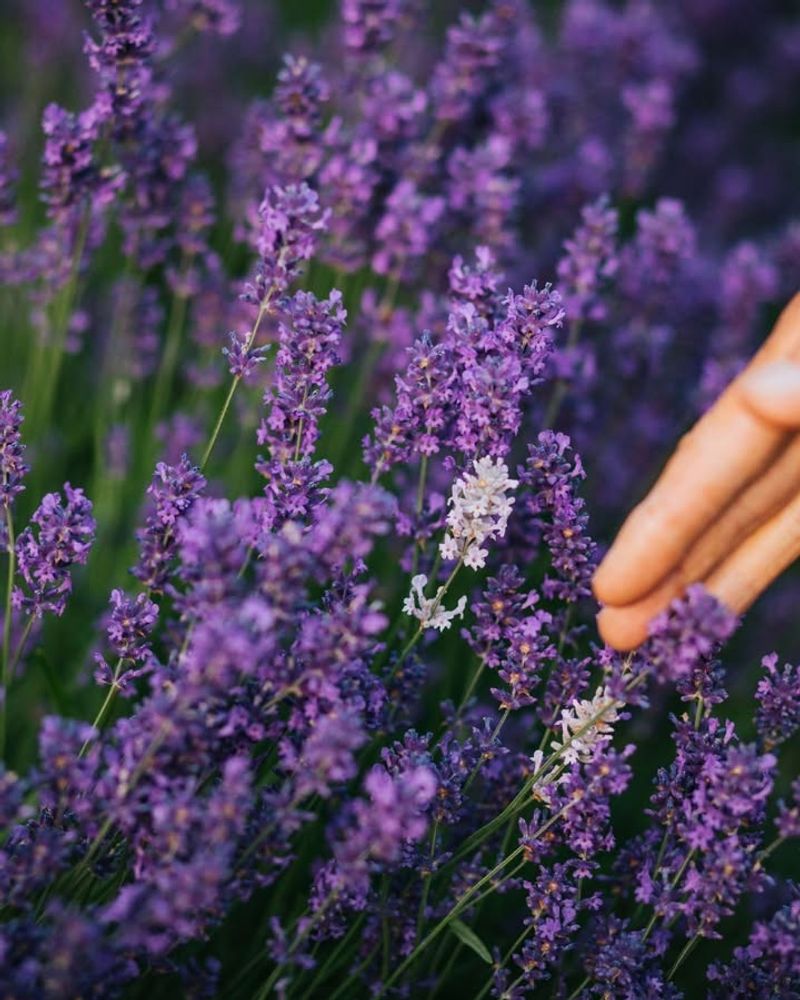 Thrives In Nevada's Dry Climate