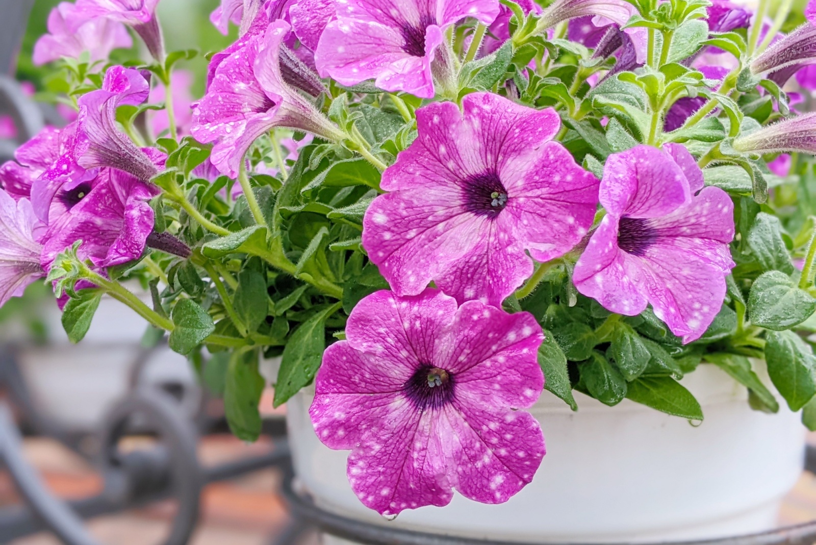 7 Reasons To Plant Petunias Around Your Colorado Patio This Season