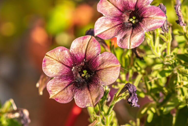 petunias