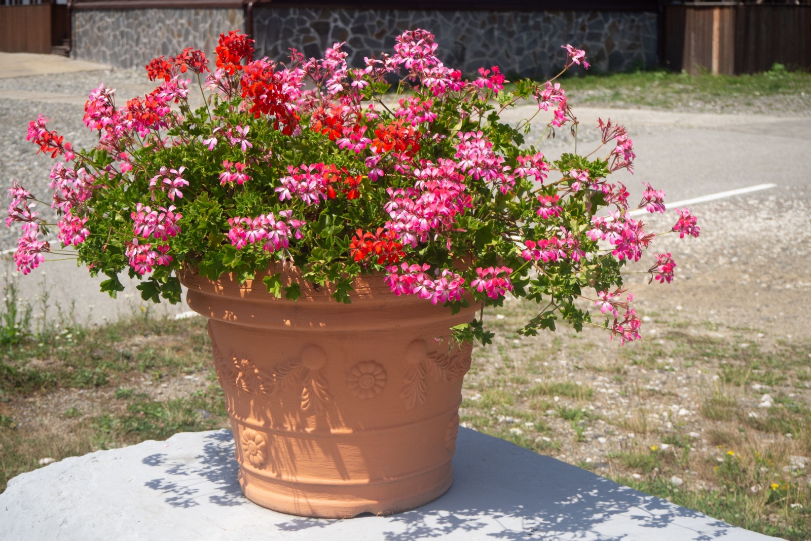 Terracotta pot with blooming geraniums