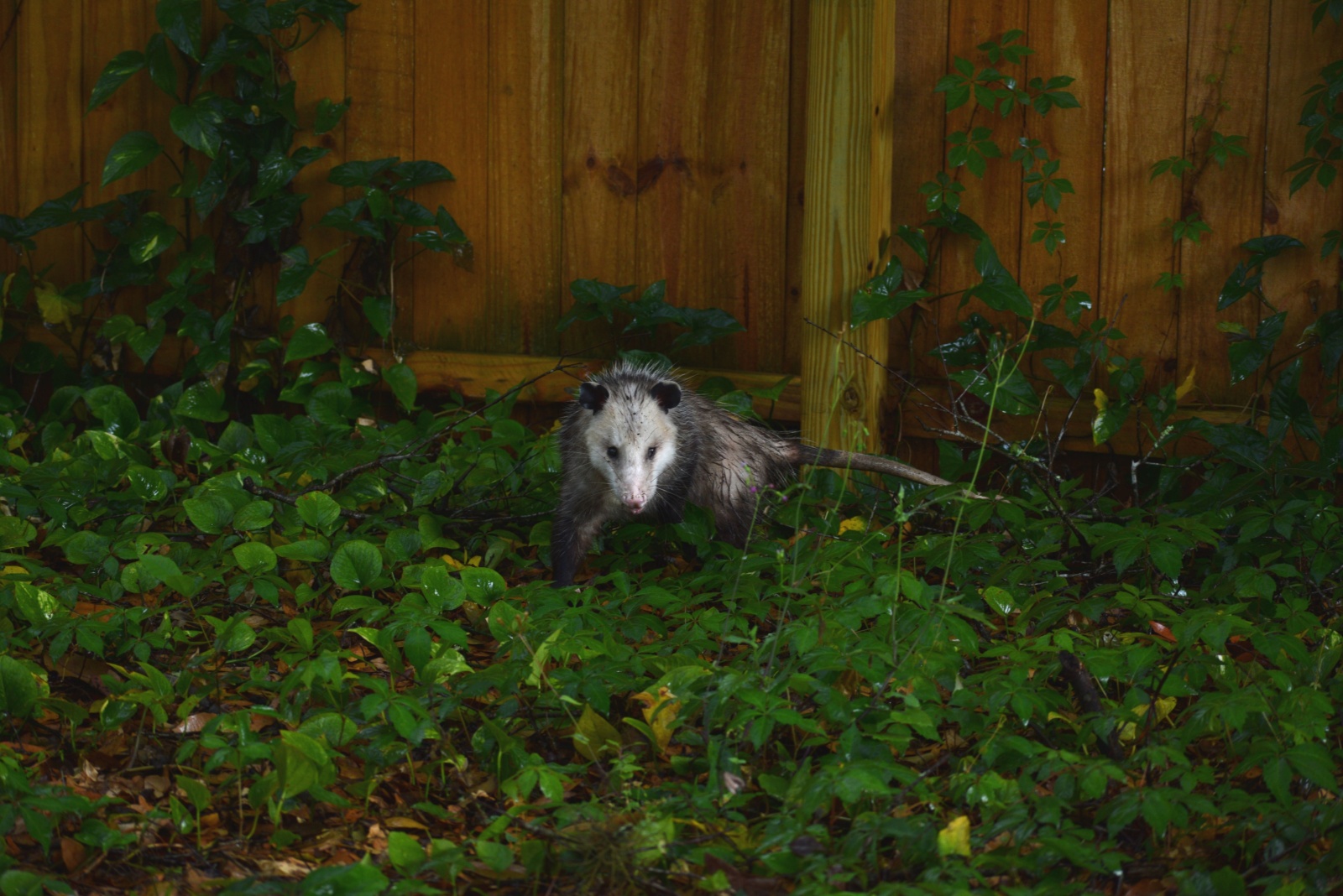 7 Reasons Why Iowa Homeowners Should Think Twice Before Removing Possums From Their Yard