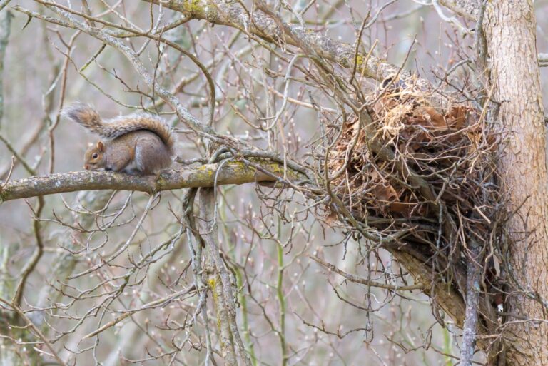 Kentucky grey squirrel sitting near its large nest