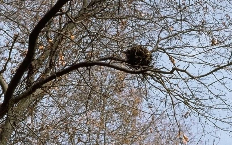 Squirrels Build Leafy Homes Called Dreys