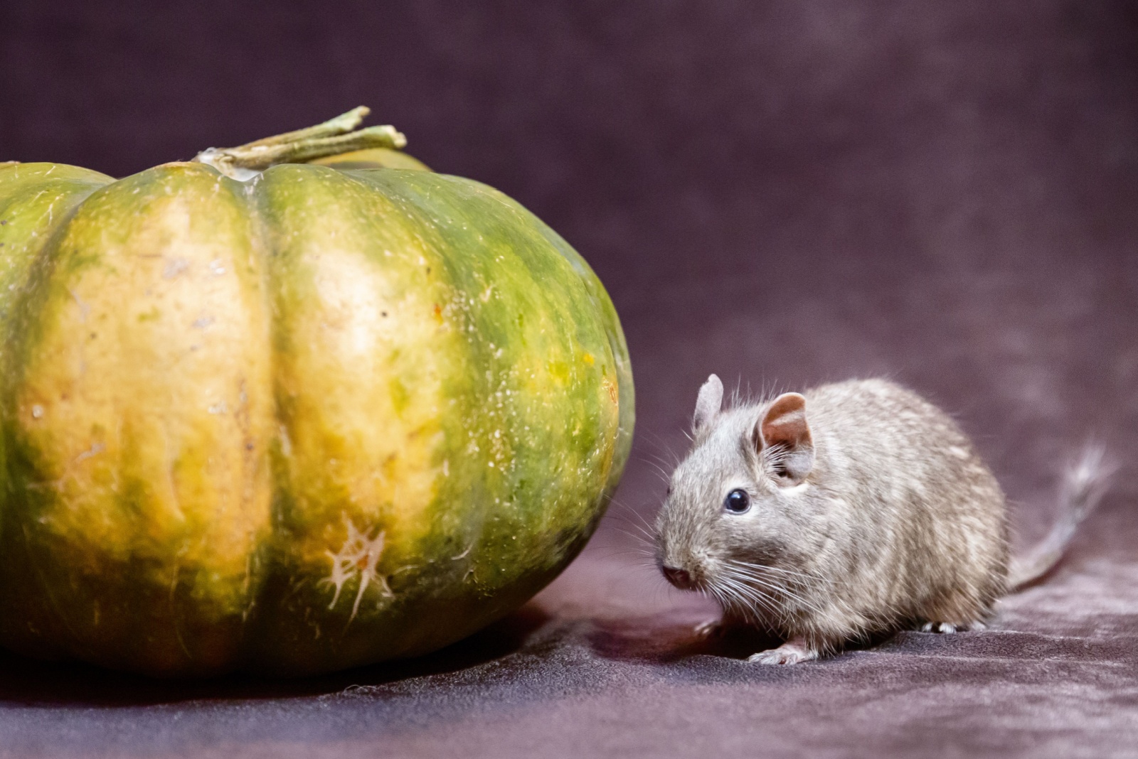 quirrel near green pumpkin