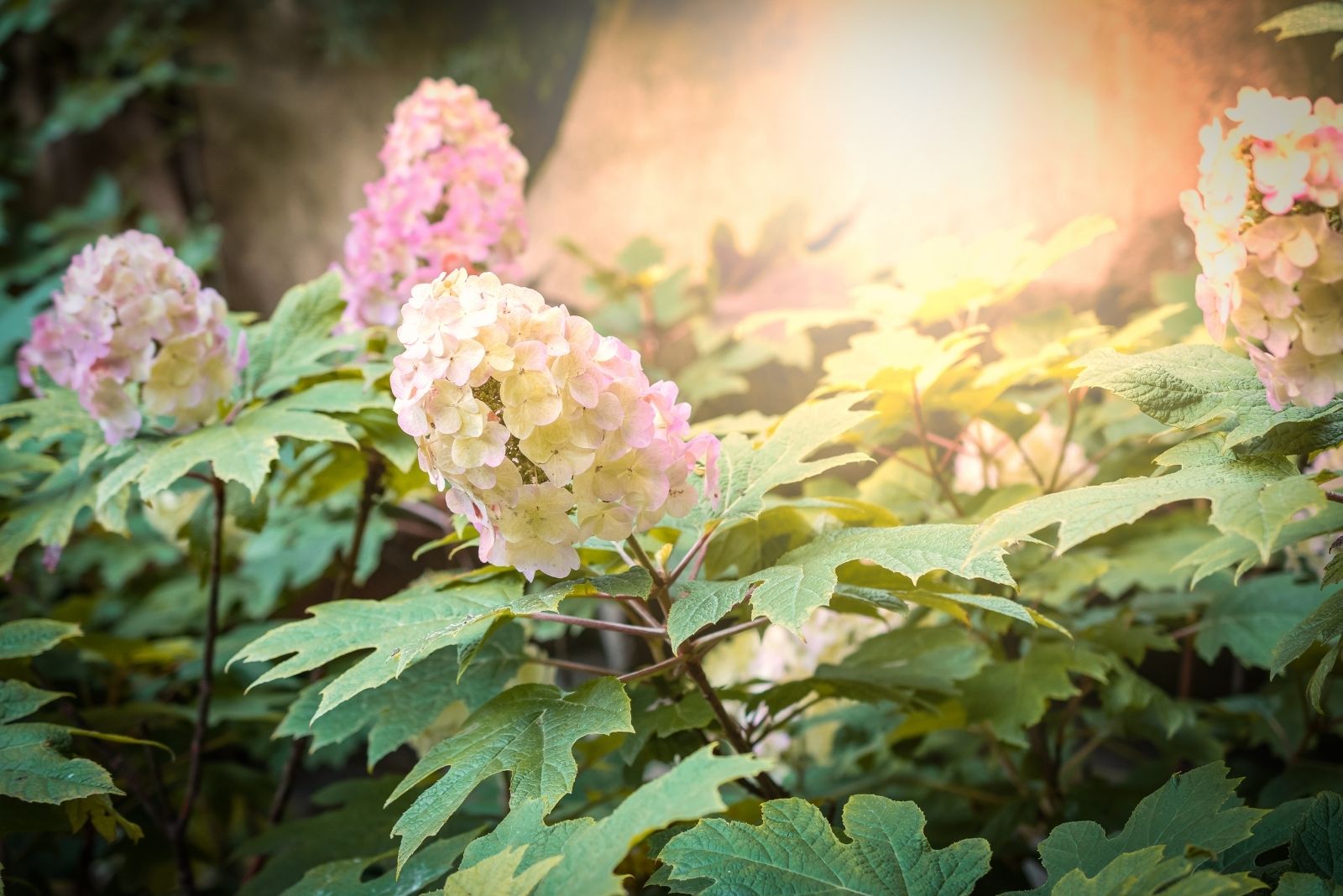 7 Reasons Why This Hardy Shrub Steals The Show With Pink Blooms In Wisconsin