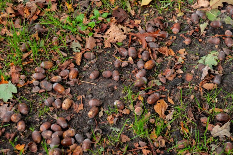 Acorns (featured image)
