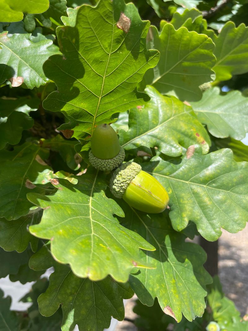 Mast Year Phenomenon