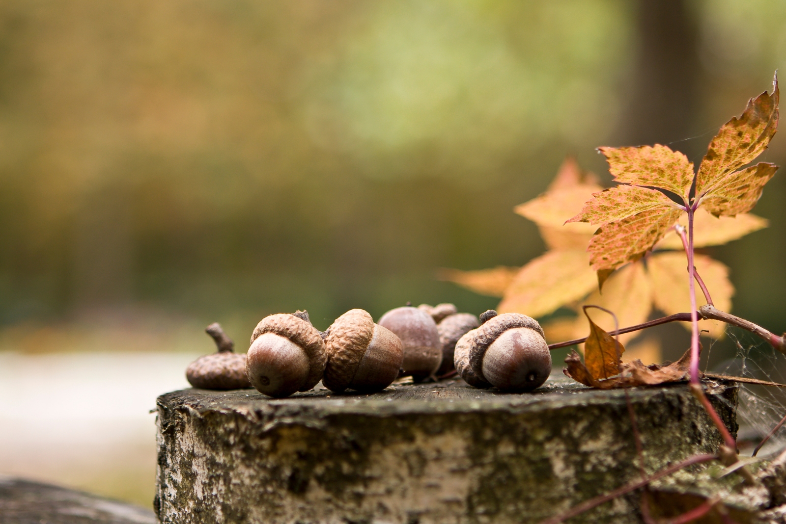 Acorns (featured image)